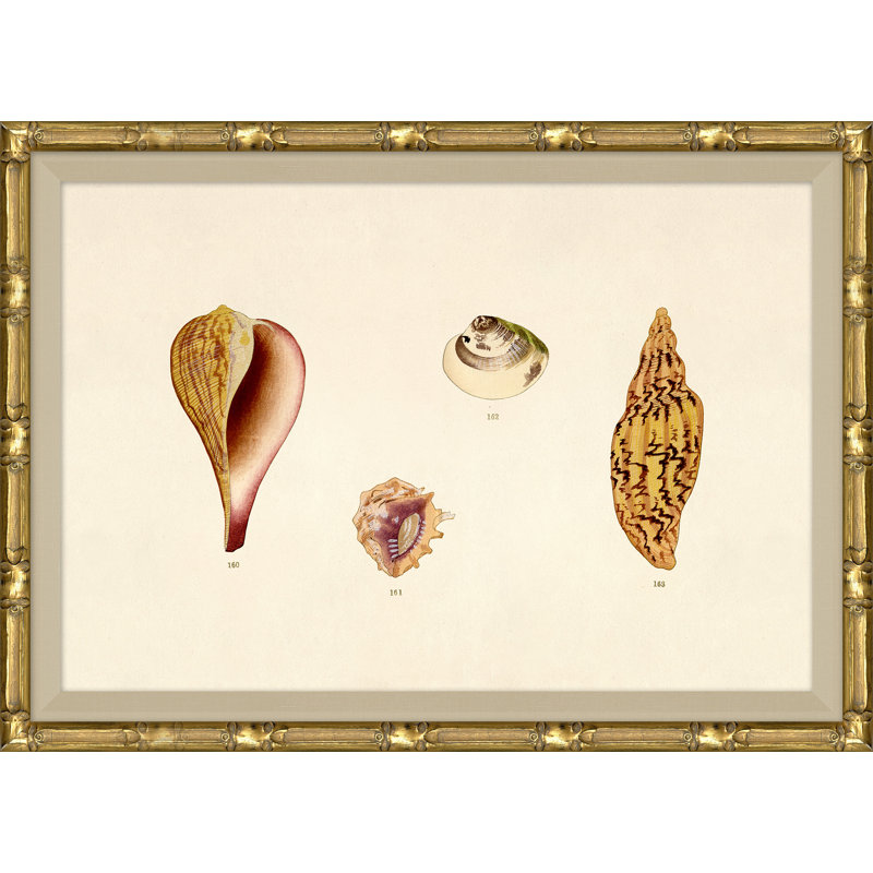 Malacology Study, Plate XII
