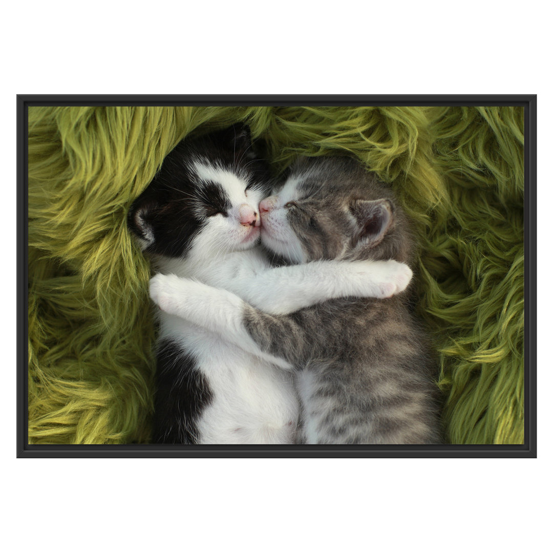 Gerahmtes Wandbild Two Cuddling Kittens