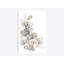 «Neutral Botany II», reproduction sur toile-29092065-72785264-72785254