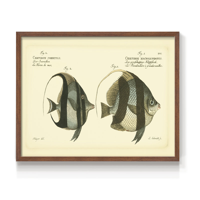 «Bloch Antique Fish I», reproduction encadrée, H 11 po x l 14 po, Noyer