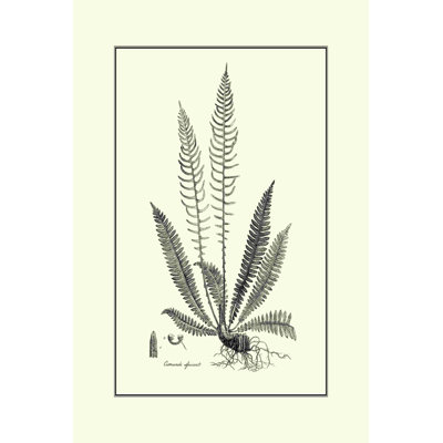 " Fern I " by Curtis