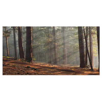 " Rays Of Sun In Dense Forest "