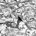 White/Grayscale