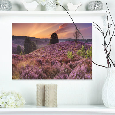 " Blooming Heather At Dawn Panorama "