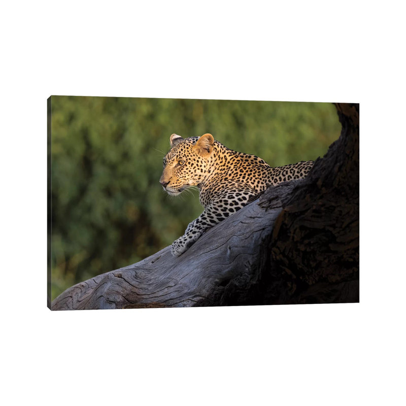 Africa, Kenya. Leopard Resting On Dead Tree. by Jaynes Gallery - Wrapped Canvas Print, 45.72cm H x 66.04cm W x 1.91cm D