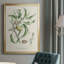 Antique Ammond Botanical IV, reproduction encadrée sur papier-88436193-88436189