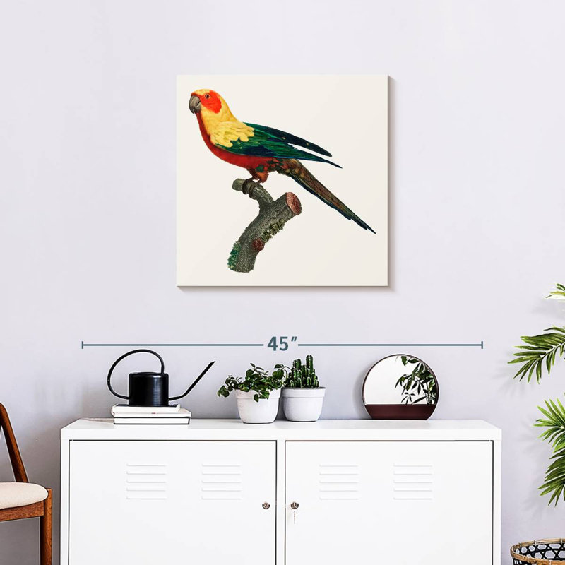 Brampt Sun Conure