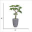 H 55,1 po Bonsai d'une beauté réelle