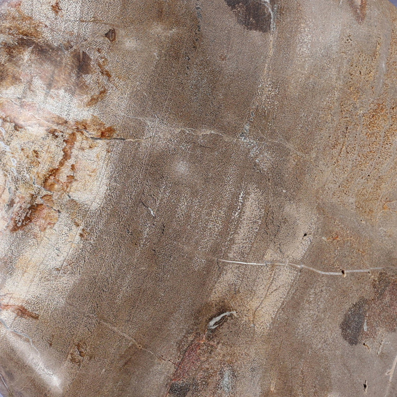Petrified Wood Organic Sculpture, Light Brown