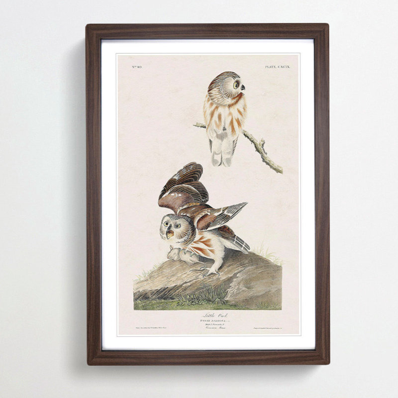 Little Owls by John Audubon - Picture Frame Painting Print, 48cm H x 36cm W x 2cm D, Walnut Framed