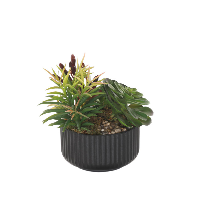 Fausse plante grasse, Noir