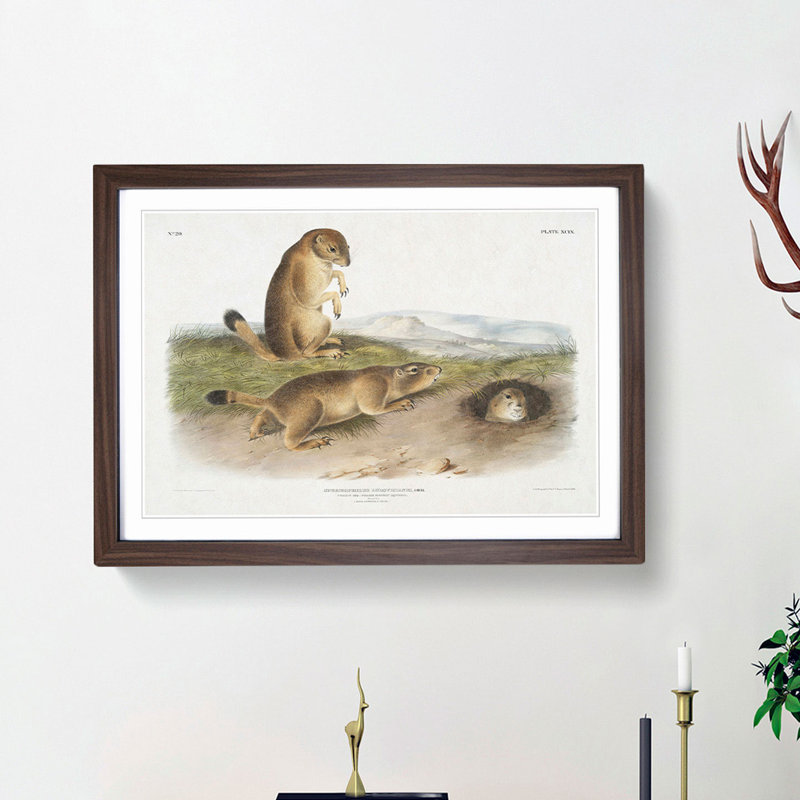 Prairie Dogs by J.W. Audubon - Picture Frame Painting Print, 27cm H x 36cm W x 2cm D, Walnut Framed