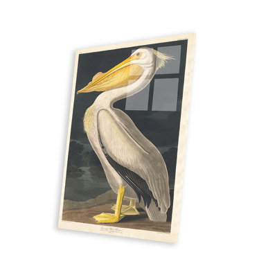 «American White Pelican» par John James Audubon - impression non encadrée