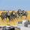 Safari sur le terrain africain Zèbres sauvages Photographie de paysage