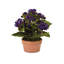 Kalanchoe en pot