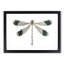 Blue Tipped Dragonfly by George Shaw - Picture Frame Painting Print on MDF-55544384-55544385
