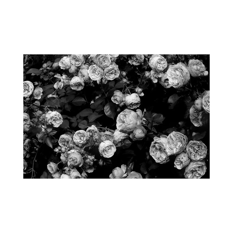 Roses 1 Piece Wall Art on Canvas, 30.48 cm H x 45.72 cm W, Canvas