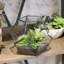 Terrarium géométrique en verre 6,9 po Pentarium