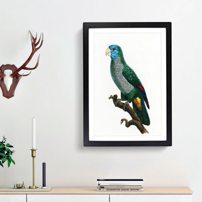 Saint Lucia Smazon Parrot by F. Levaillant - Picture Frame Painting Print