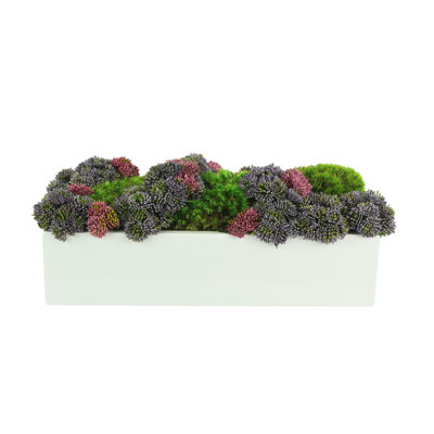 Multi Colored Sedum In White Planter