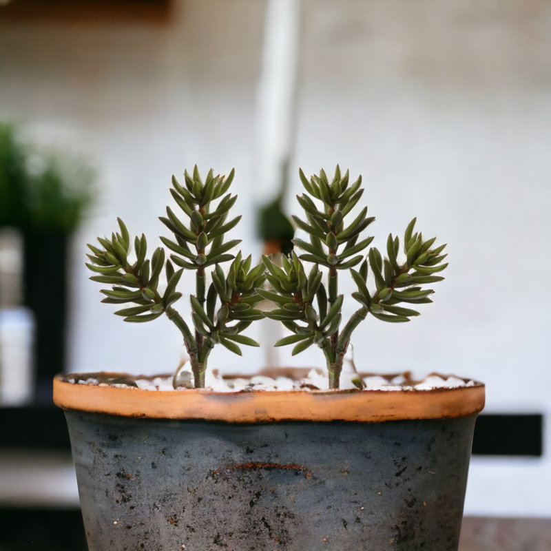 Plante grasse artificielle de 13 po Steele