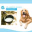 Brosse à dents Dog Dog