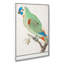 Amazon Parrot - Wrapped Canvas-55368613