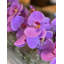 Arrangement floral orchidées dans un pot-83110656