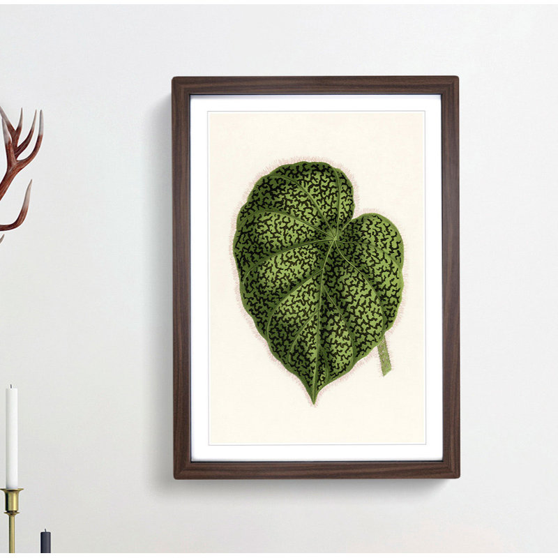 Illustration of a Green Leaf by Benjamin Fawcett - Framed Print, Walnut, 76cm H x 50cm W x 2cm D