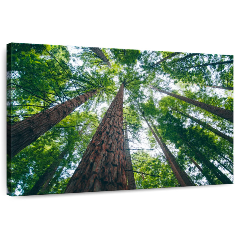 Harnek Redwood Trees From Below