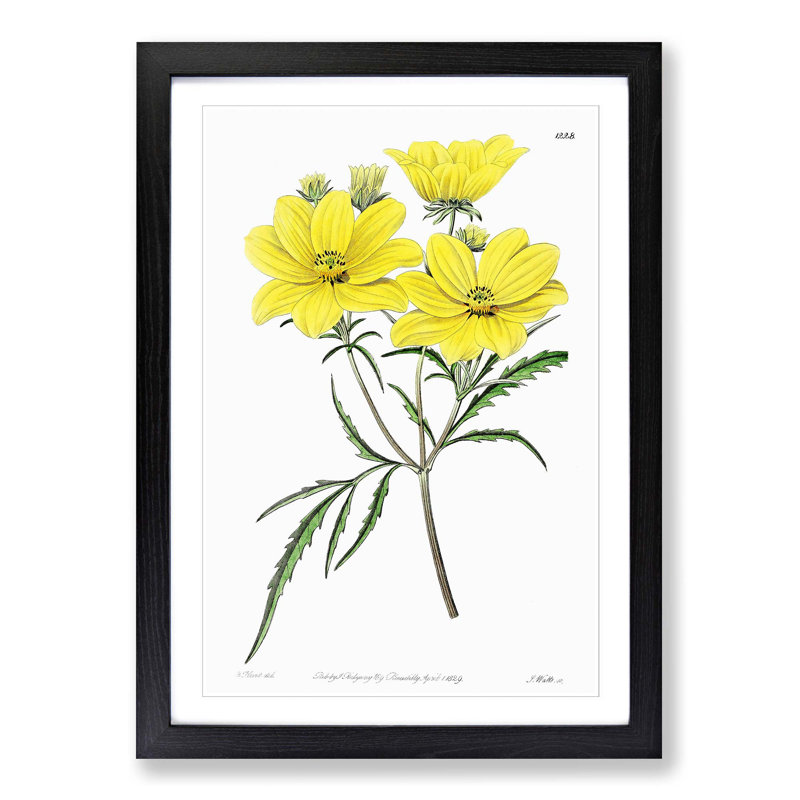 Yellow Tickseed Flowers - Framed Print, 48cm H x 36cm W x 2cm D, Black Framed
