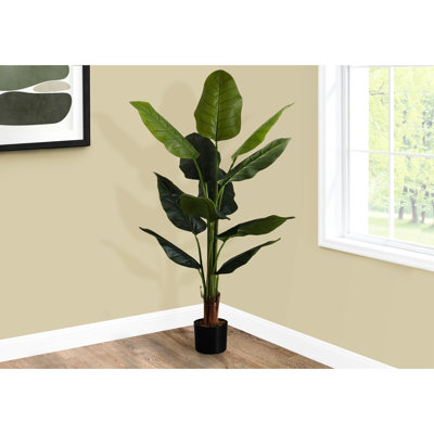 Mcdaniel Strelitzia plante