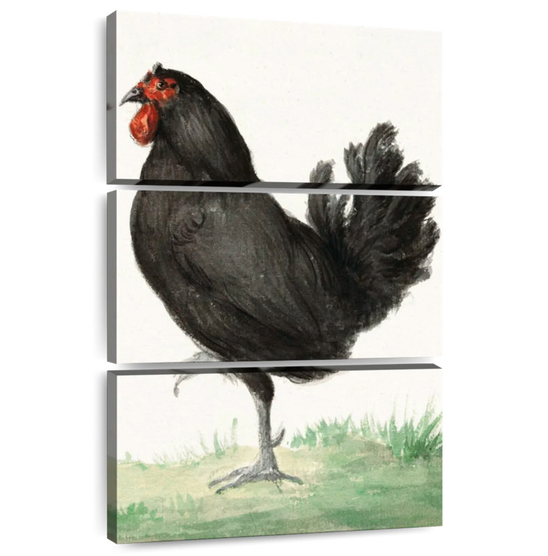 Poulet noir debout Brampt, H 45 po x l 28 po