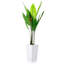 147cm Plant