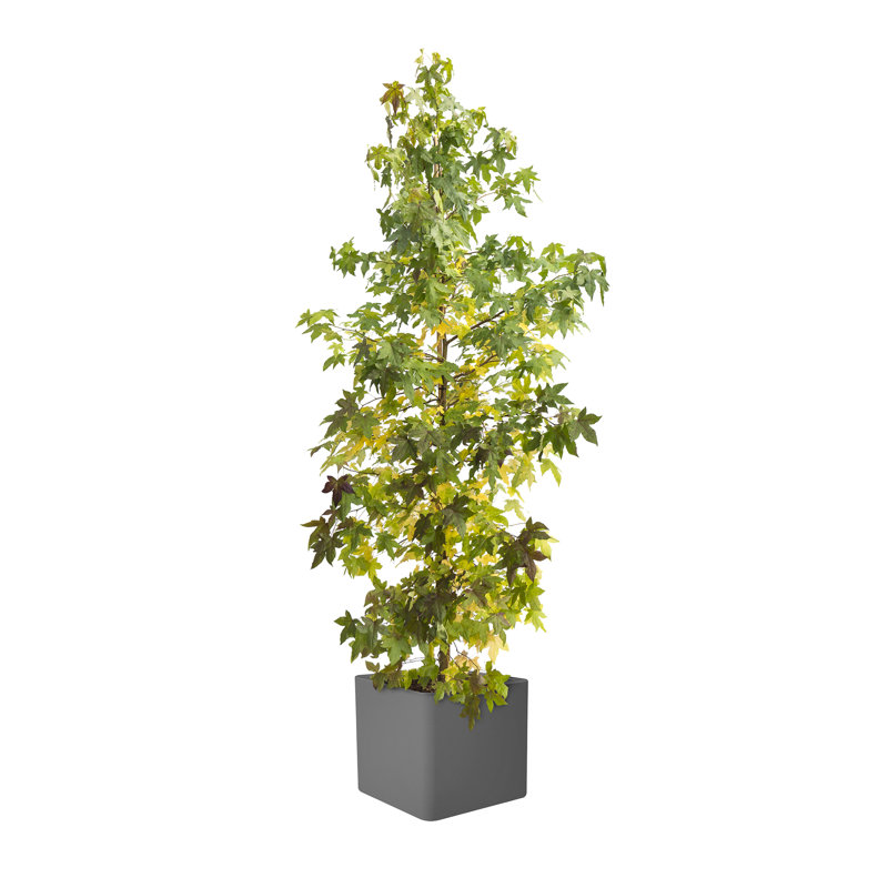 Pot Planter, Anthracite, 49cm H x 49cm W x 49cm D