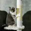 Arbre à chat 100,5 po Dorrelis