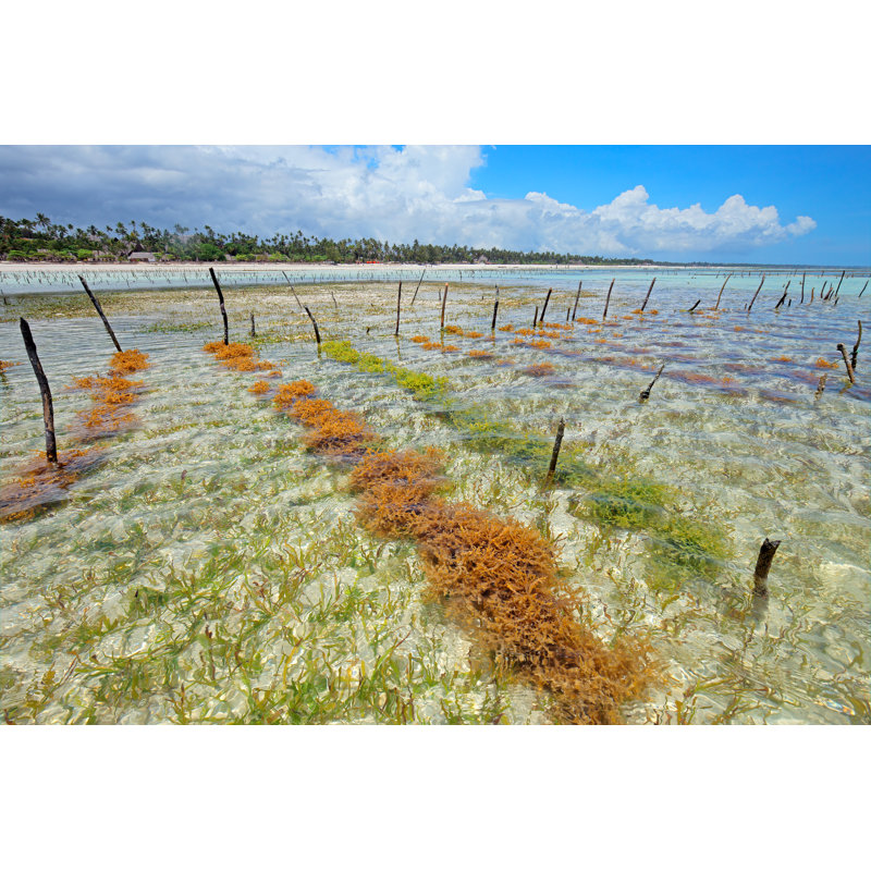 Seaweed Farming by EcoPic - Wrapped Canvas Print, 20cm H x 30cm W