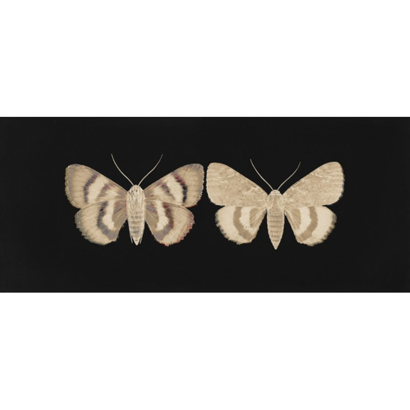 Flutter 10 Print by Todaro, Katie