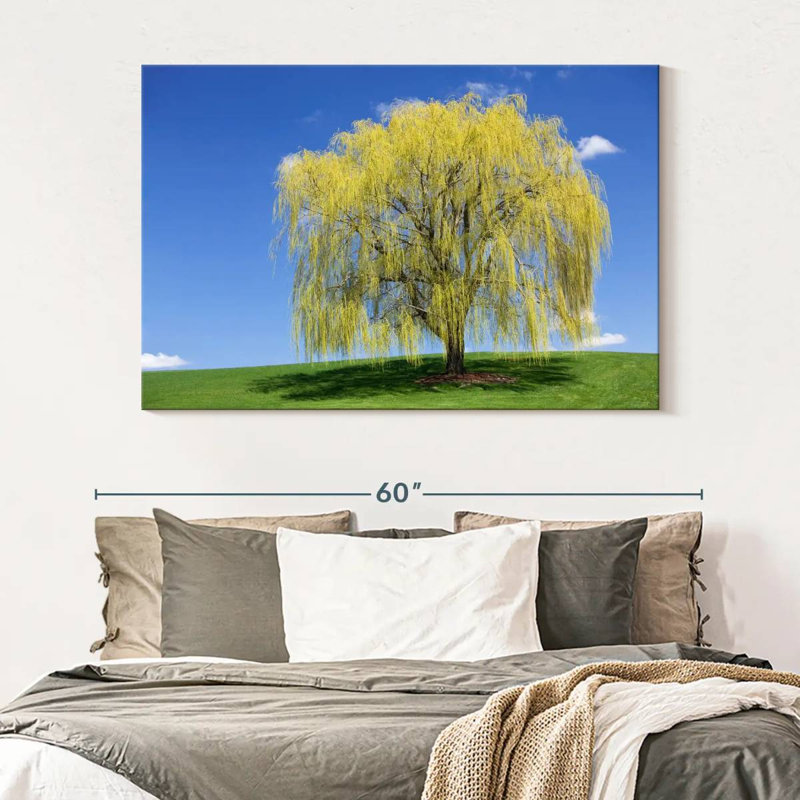 Harnek Spring Weeping Willow, 34" H x 51" W