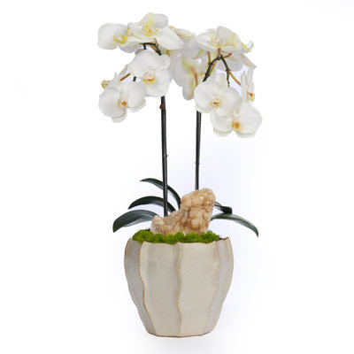Double Orchid Centerpiece in Pot