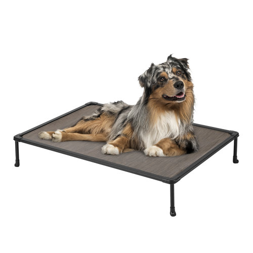 Small Dog Beds You'll Love | Wayfair