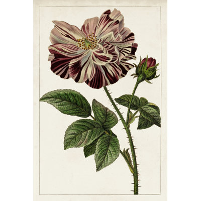 Mauve Botanicals V - Wrapped Canvas Painting