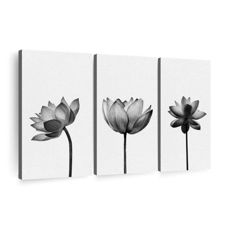 «Black and White Botanical», reproduction sur toile, H 24 po x l 38 po