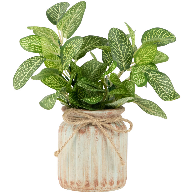 8 plantes