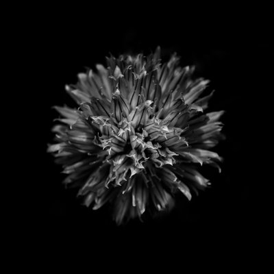 Black And White Clover Flower by Brian Carson - Wrapped Canvas Print