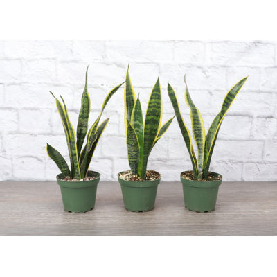 Live Variegated Snake Plant Set