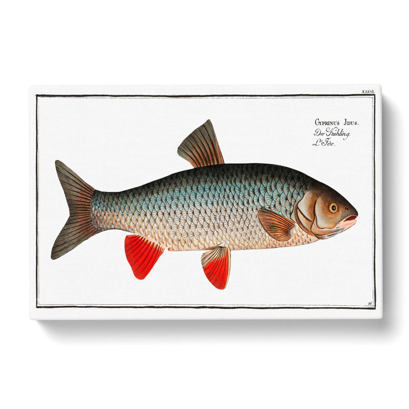 Idus Carp Fish by M.E. Bloch - Wrapped Canvas Print, 50cm H x 76cm W x 3cm D