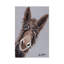 Rufus The Donkey - Wrapped Canvas Print-1418008599