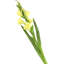 Silk Iris Arrangement-31151100-31151102