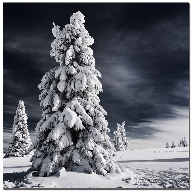 « white ink » par philippe sainte-laudy,, reproduction de photo sur toile tendue encadrée, H 35 po x l 35 po x P 2 po